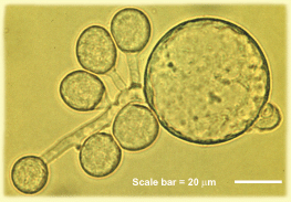 Cyllamyces aberensis
