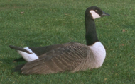 A wonderful goose