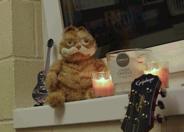 A lovely cat, in a cold room.
