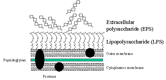 The Biotrophic form of pathogenesis