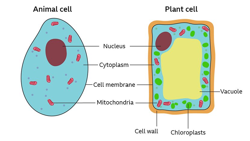 plant cell diagram